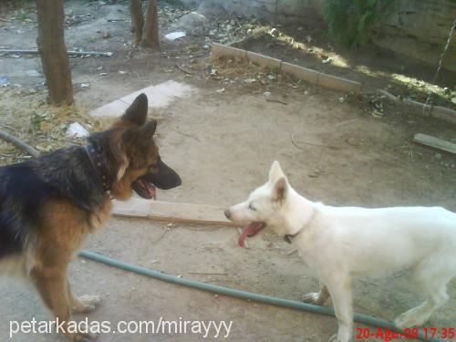 lodos Dişi Alaskan Malamute