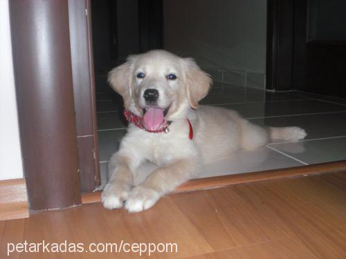 hera Dişi Golden Retriever