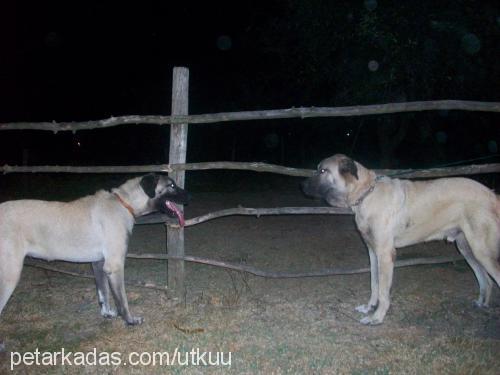 roçestveeda Erkek Kangal