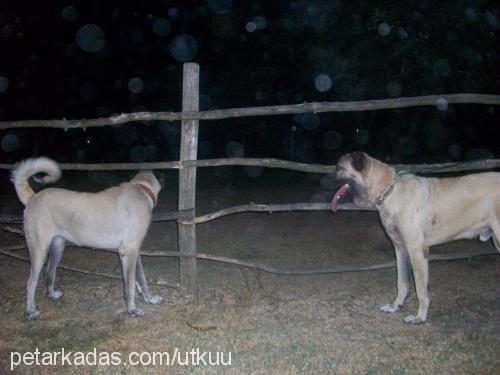 roçestveeda Erkek Kangal