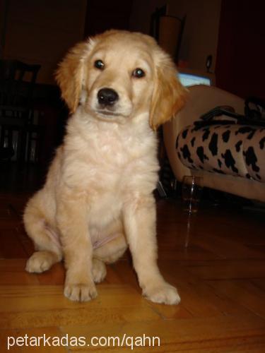 pasha Erkek Golden Retriever