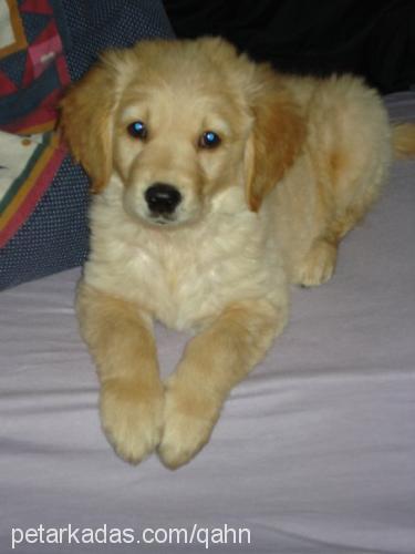 pasha Erkek Golden Retriever