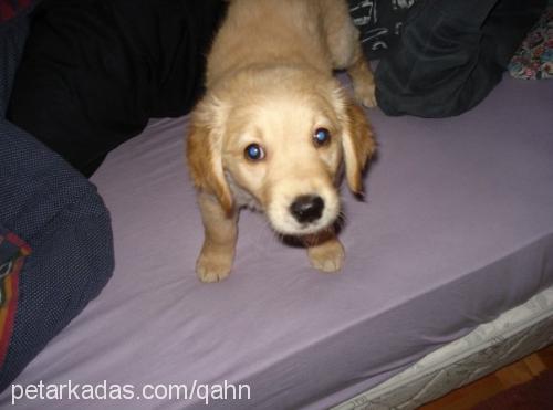 pasha Erkek Golden Retriever