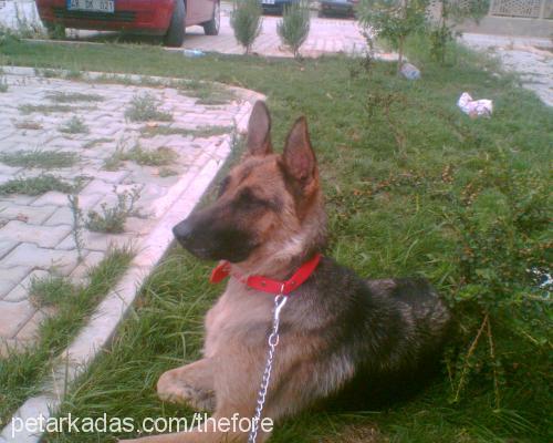 naz Dişi Alman Çoban Köpeği