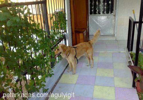 letis Dişi Golden Retriever