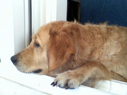 rea Dişi Golden Retriever