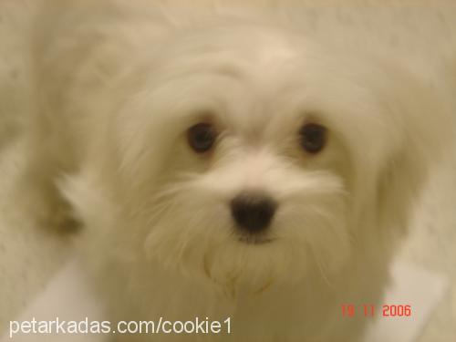 cookie Erkek Maltese