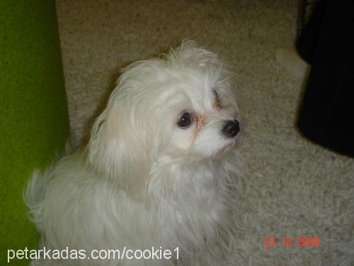 cookie Erkek Maltese