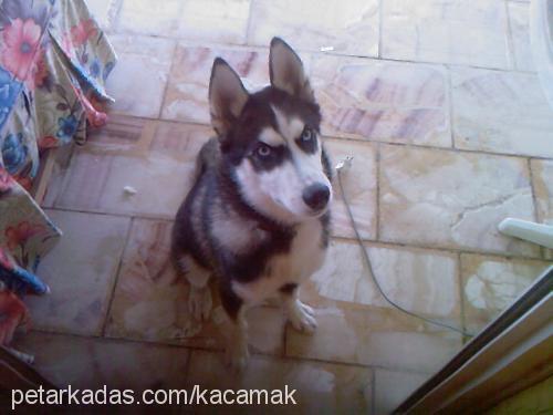 rex Erkek Sibirya Kurdu (Husky)