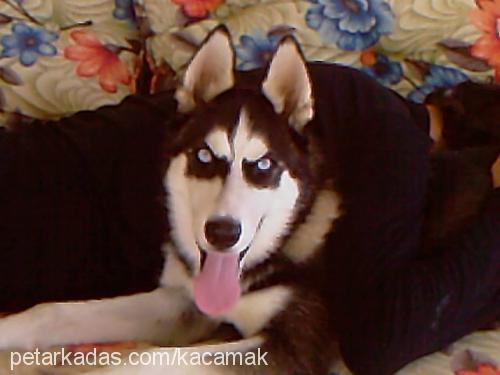 rex Erkek Sibirya Kurdu (Husky)