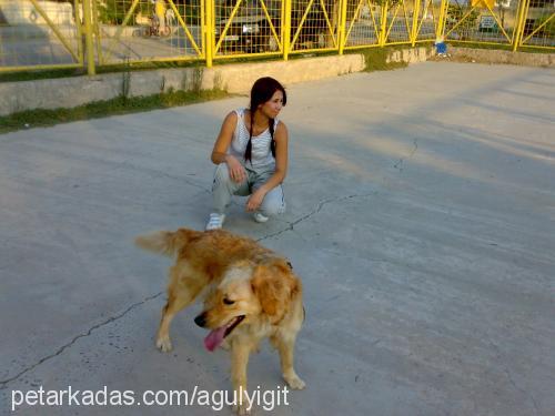 letis Dişi Golden Retriever