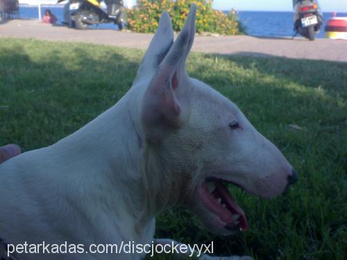 ares Erkek Bull Terrier