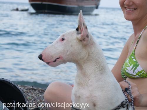 ares Erkek Bull Terrier