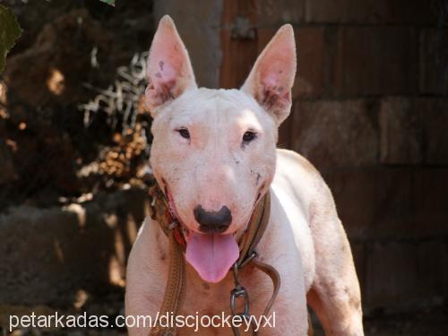 ares Erkek Bull Terrier