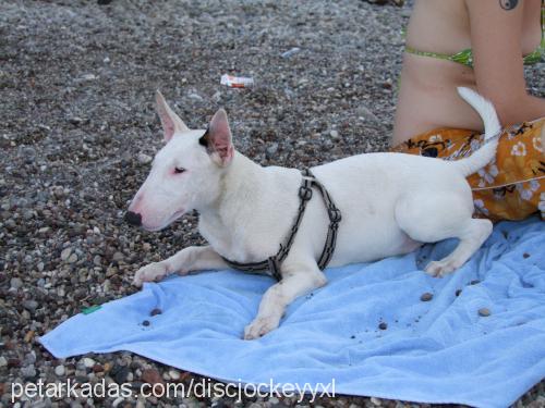 ares Erkek Bull Terrier