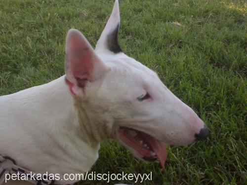 ares Erkek Bull Terrier