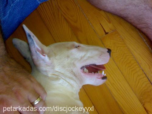 ares Erkek Bull Terrier