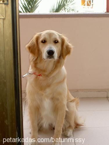 missy Dişi Golden Retriever