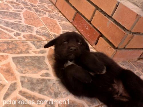 böğürtlen Dişi Flat Coated Retriever