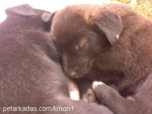 karamel Dişi Flat Coated Retriever