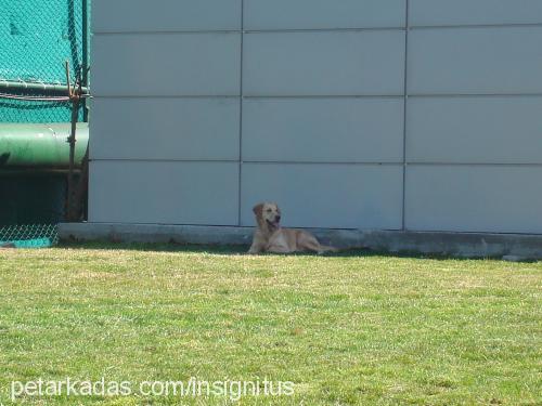 hera Dişi Golden Retriever