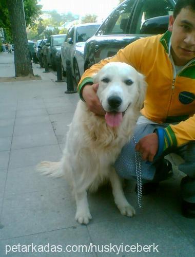 daisy Dişi Golden Retriever