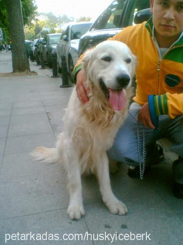 daisy Dişi Golden Retriever