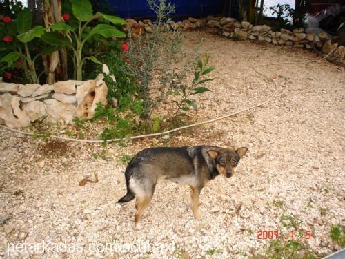 köpekarkadasım Erkek Sokö (Sokak Köpeği)