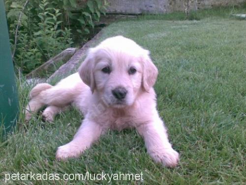 lucky Dişi Golden Retriever