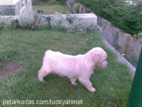 lucky Dişi Golden Retriever