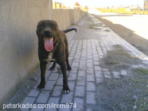 reis.. Erkek Staffordshire Bull Terrier