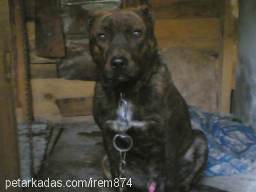 reis.. Erkek Staffordshire Bull Terrier