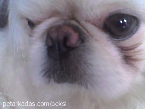 peksi Erkek Pekingese