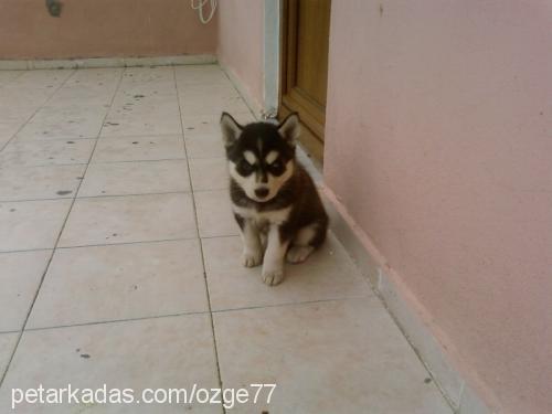 adolf Erkek Sibirya Kurdu (Husky)