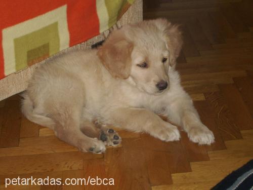 paşa Erkek Golden Retriever