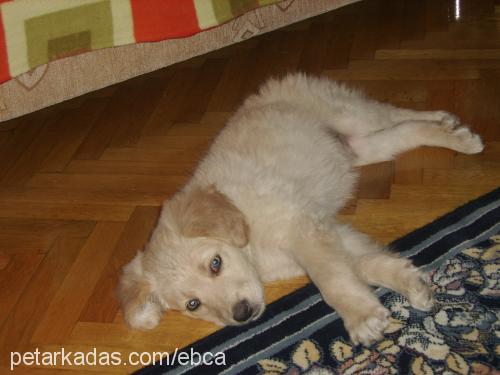 paşa Erkek Golden Retriever