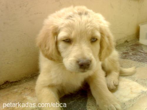 paşa Erkek Golden Retriever