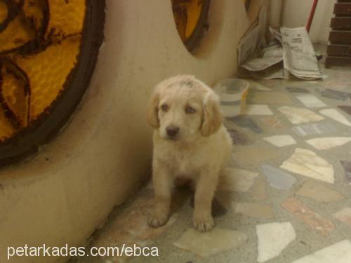 paşa Erkek Golden Retriever