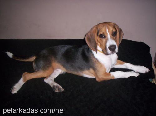 hef Erkek Beagle