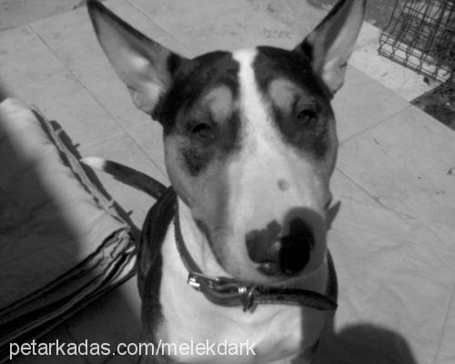 ada Dişi Bull Terrier