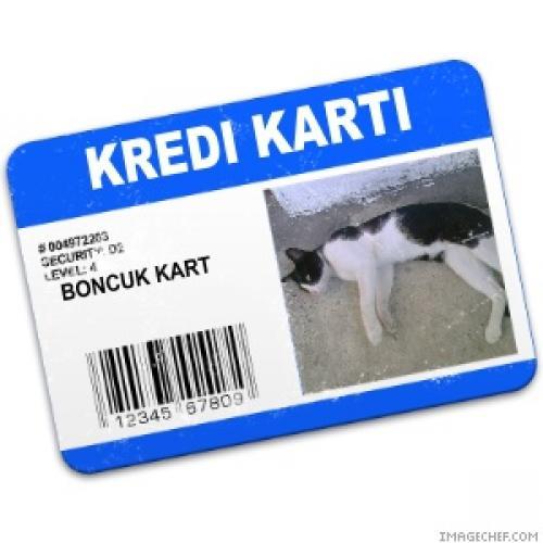 boncuk Erkek Tekir Kedi