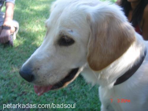 angel Dişi Golden Retriever