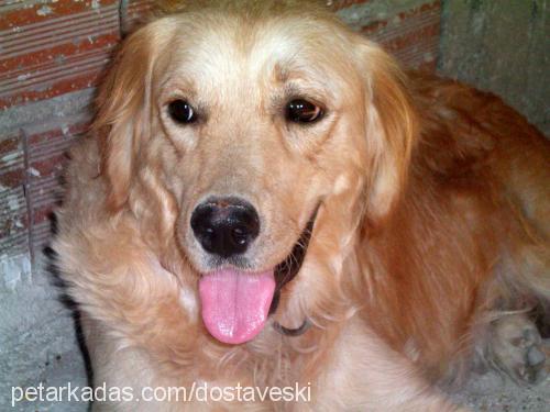 biber Dişi Golden Retriever