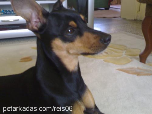 reis Erkek Minyatür Pinscher