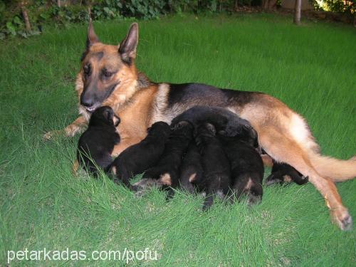 coffee Dişi Alman Çoban Köpeği