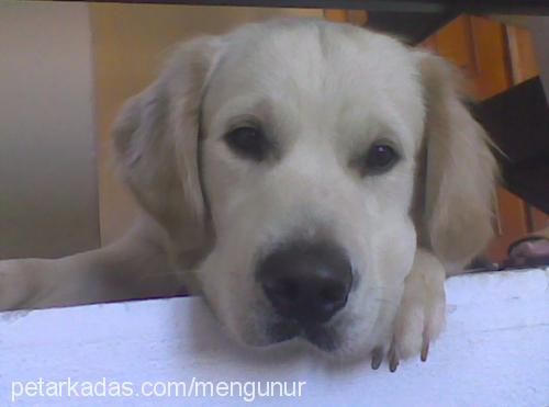 mex Erkek Golden Retriever