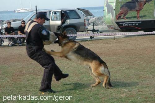 daisy Dişi Alman Çoban Köpeği