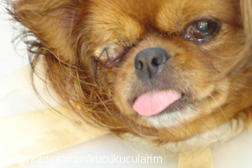 concini Dişi Tibetli Spaniel