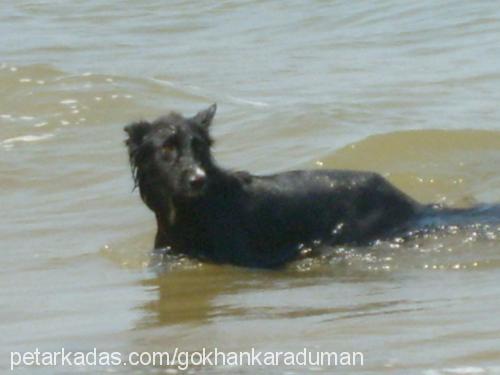 alice Dişi Belçika Malinois