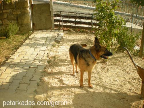 daisy Dişi Alman Çoban Köpeği